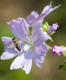 Biene auf einer Blume
